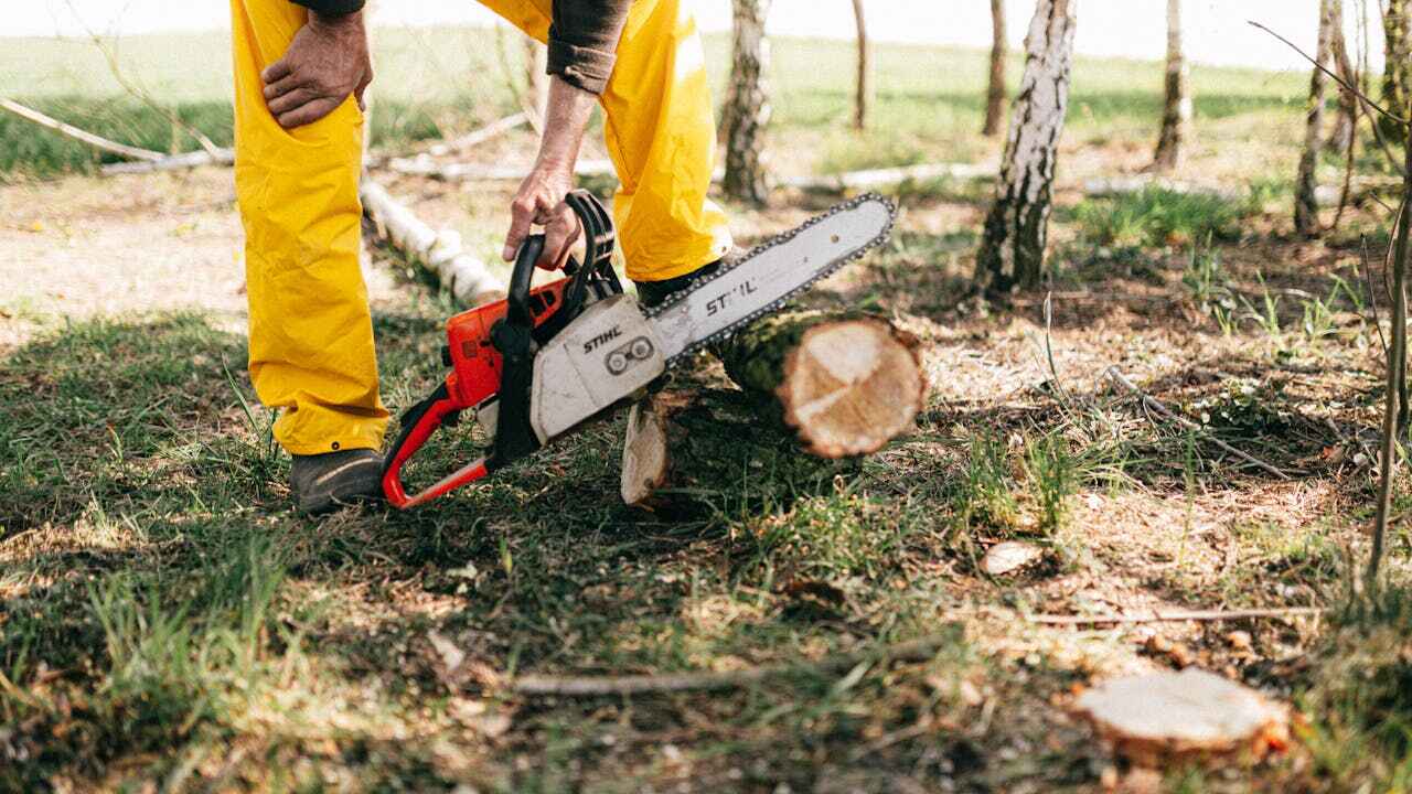 Best Large Tree Removal  in Yuipa, CA